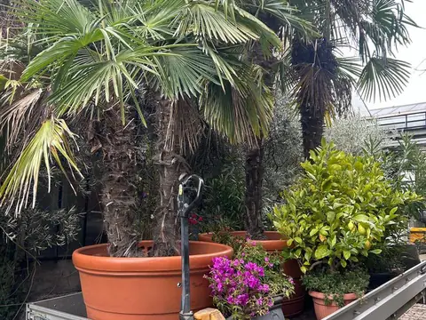 Hanfpalmen und Bougainvillea in Terrakotta-Kübeln auf dem Anhänger vor dem Gewächshaus